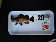 メバルの釣果