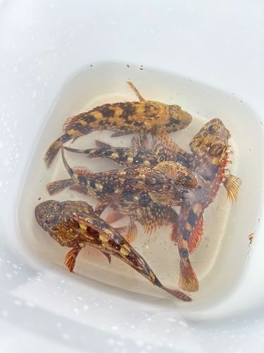 ガシラの釣果