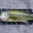 ブラックバス