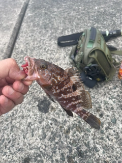 キジハタの釣果