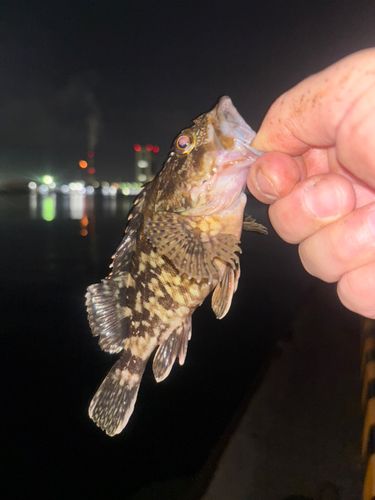 ガシラの釣果