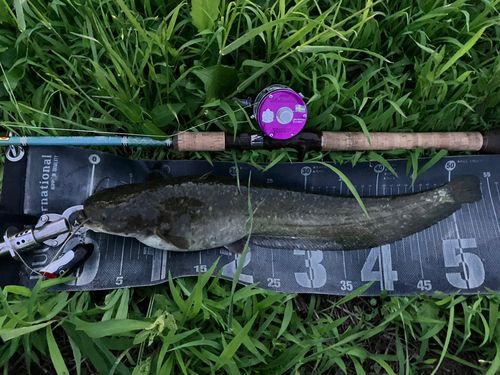 ナマズの釣果