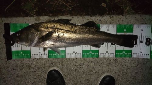シーバスの釣果
