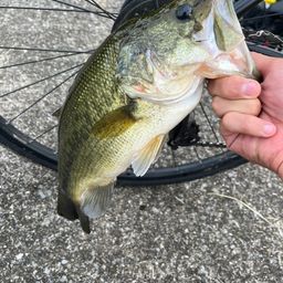 ラージマウスバス