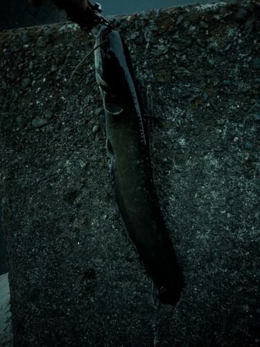 ナマズの釣果