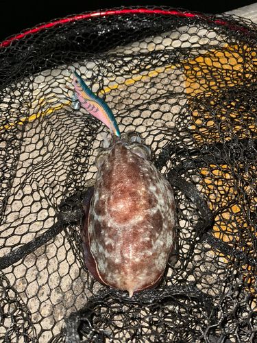 ハリイカの釣果