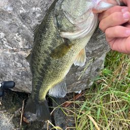 ラージマウスバス