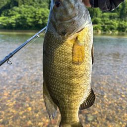 スモールマウスバス