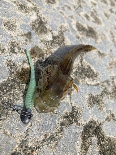 アナハゼの釣果