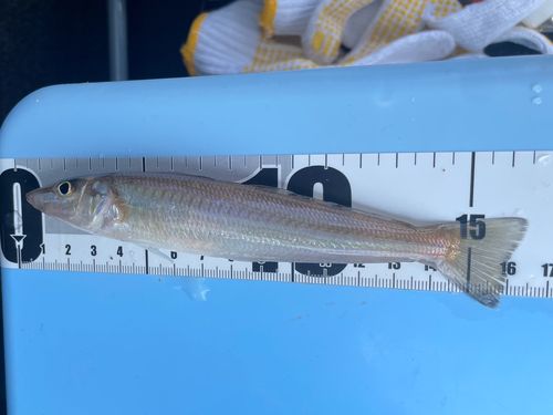 シロギスの釣果