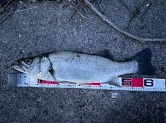 ヒラスズキの釣果