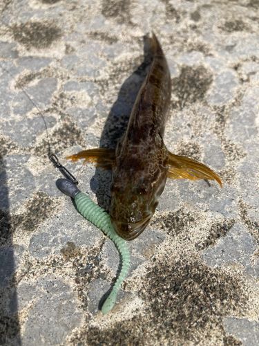 アナハゼの釣果