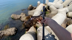 タケノコメバルの釣果
