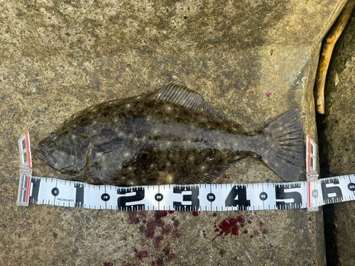 ヒラメの釣果