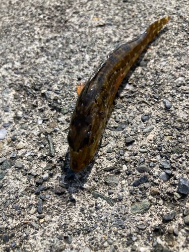 アナハゼの釣果