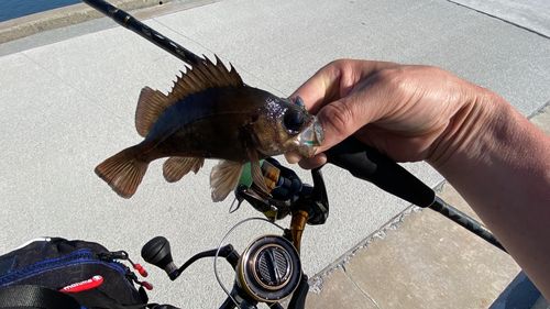 メバルの釣果