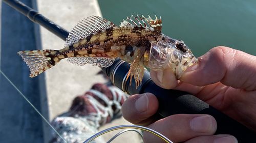 アナハゼの釣果