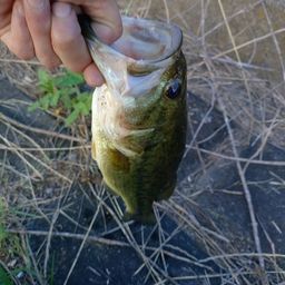 ラージマウスバス