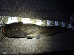ナマズの釣果