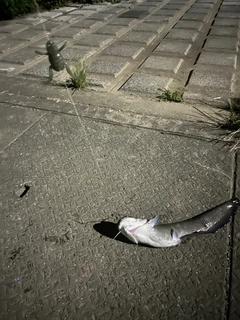 ナマズの釣果