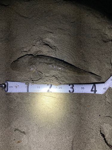 マゴチの釣果