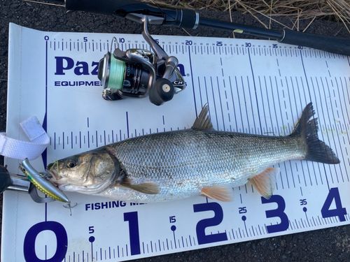 ウグイの釣果