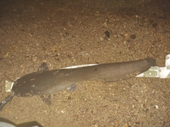 ナマズの釣果