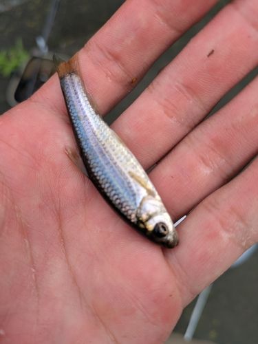 タモロコの釣果