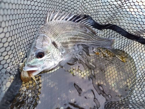 キビレの釣果