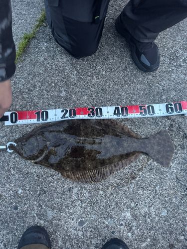 ヒラメの釣果