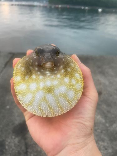 フグの釣果