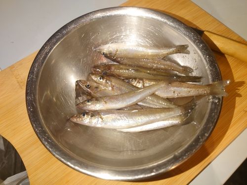 キスの釣果