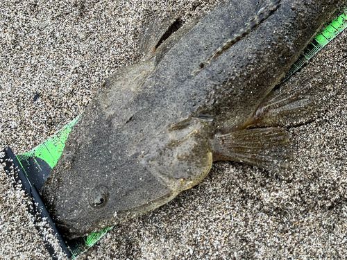コチ