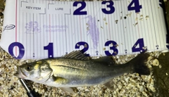 フッコ（マルスズキ）の釣果