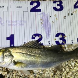 フッコ（マルスズキ）