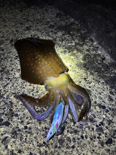 アオリイカの釣果