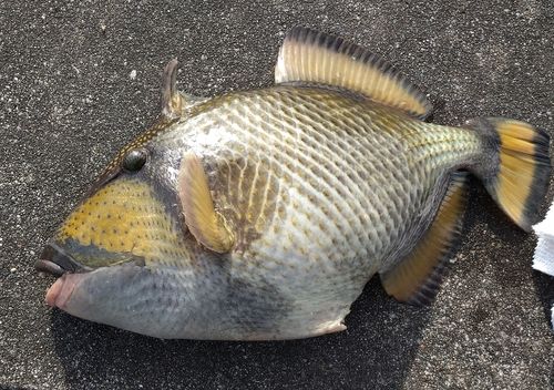 ゴマモンガラの釣果