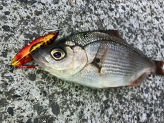 ウミタナゴの釣果