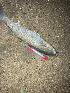 ボラの釣果