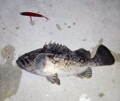 クロソイの釣果