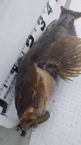 アイナメの釣果