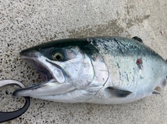 ギンザケの釣果