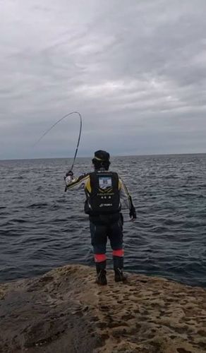 クチブトグレの釣果