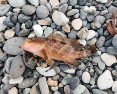 キジハタの釣果