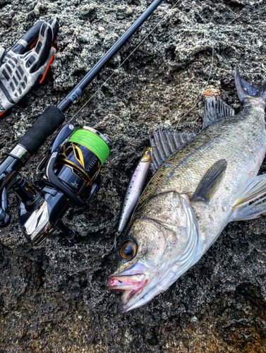 スズキの釣果