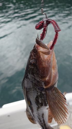 アイナメの釣果