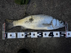 フッコ（ヒラスズキ）の釣果