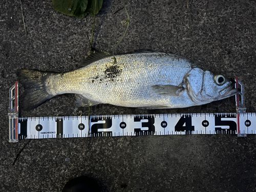 フッコ（ヒラスズキ）