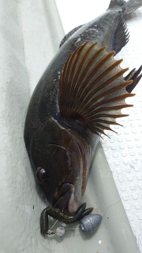 アイナメの釣果