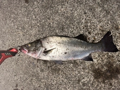 フッコ（ヒラスズキ）の釣果
